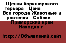 Щенки йоркширского терьера › Цена ­ 20 000 - Все города Животные и растения » Собаки   . Приморский край,Находка г.